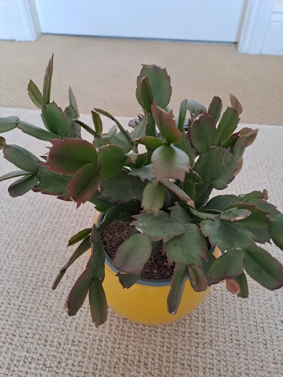 Indoor plants - Image 3