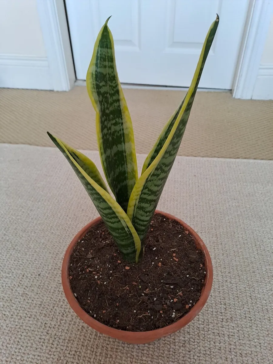 Indoor plants - Image 4