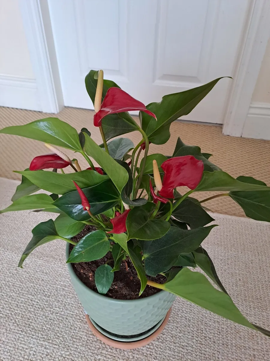 Indoor plants - Image 1