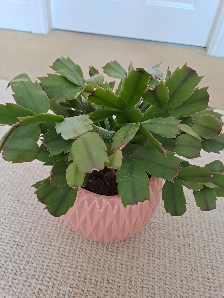 Indoor plants - Image 2