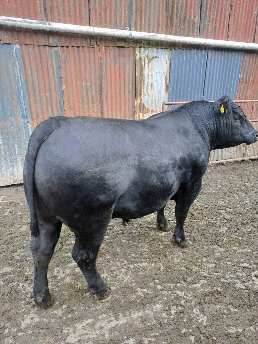 Pedigree angus bull - Image 1