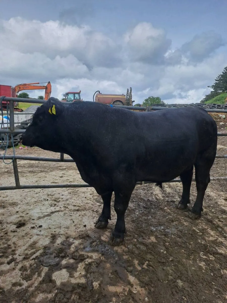 Pedigree angus bull - Image 2