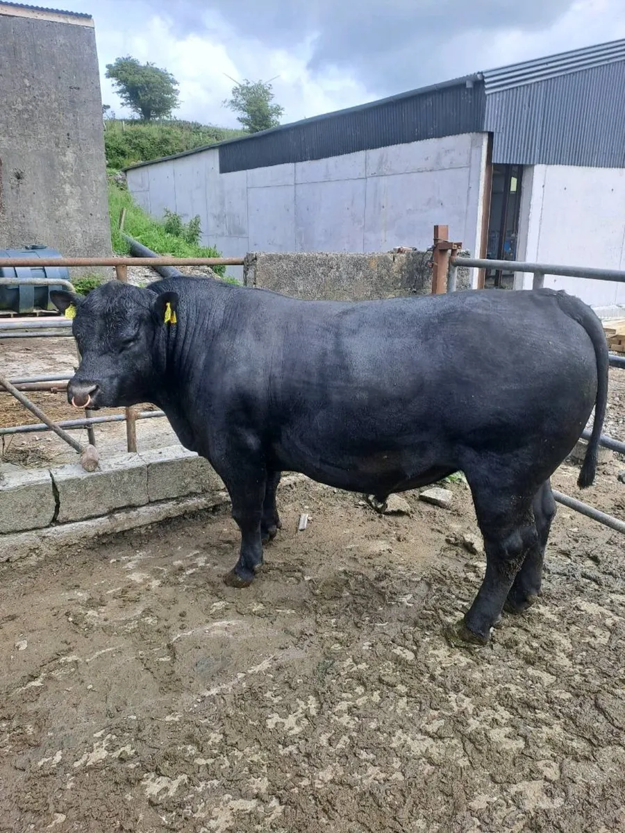 Pedigree angus bull - Image 3