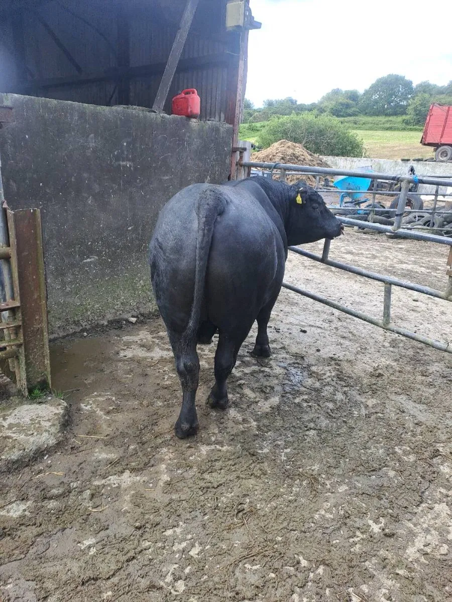 Pedigree angus bull - Image 4