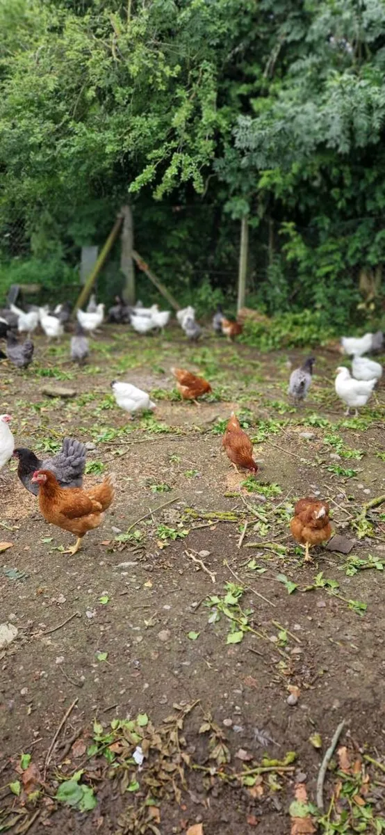 Hens/pullets/chicks/fertile eggs every day - Image 2