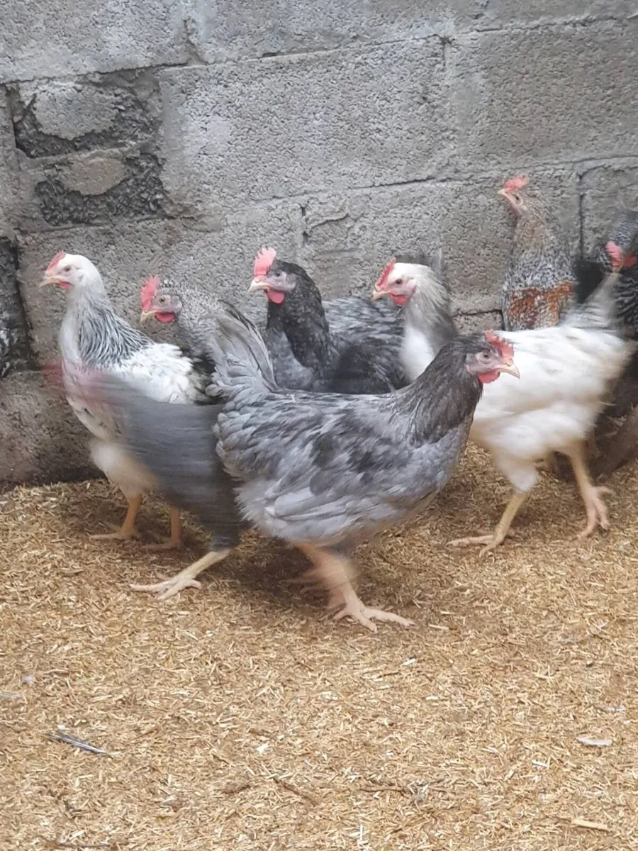 Hens/pullets/chicks/fertile eggs every day - Image 4