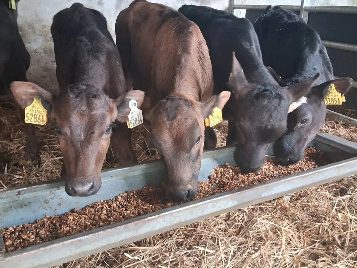 5 Reared Heifer Calves - Image 1