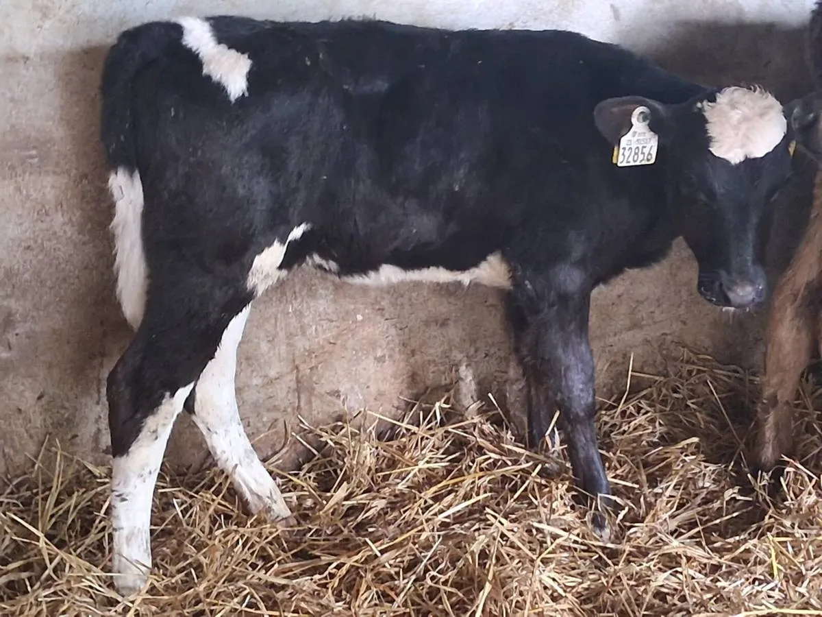 5 Reared Heifer Calves - Image 3