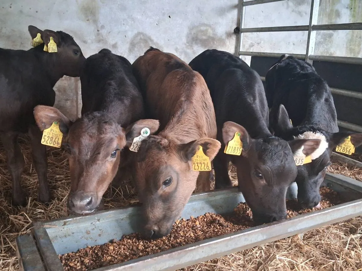 5 Reared Heifer Calves - Image 2