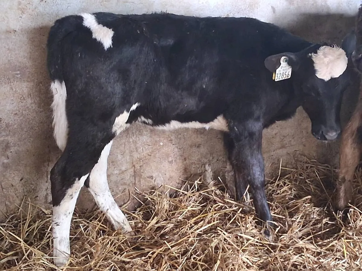 5 Reared Heifer Calves - Image 4