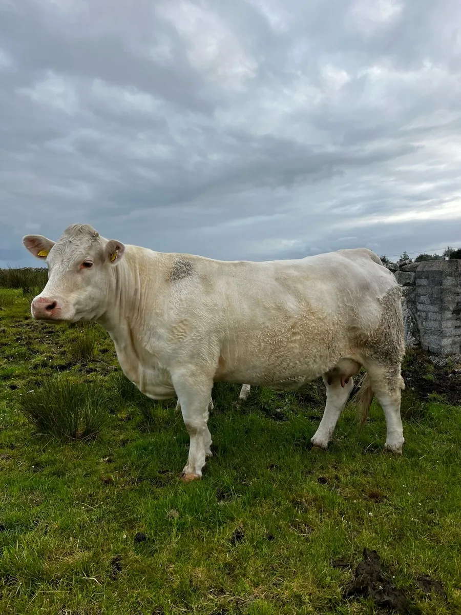 Purebred cow 5 star - Image 2