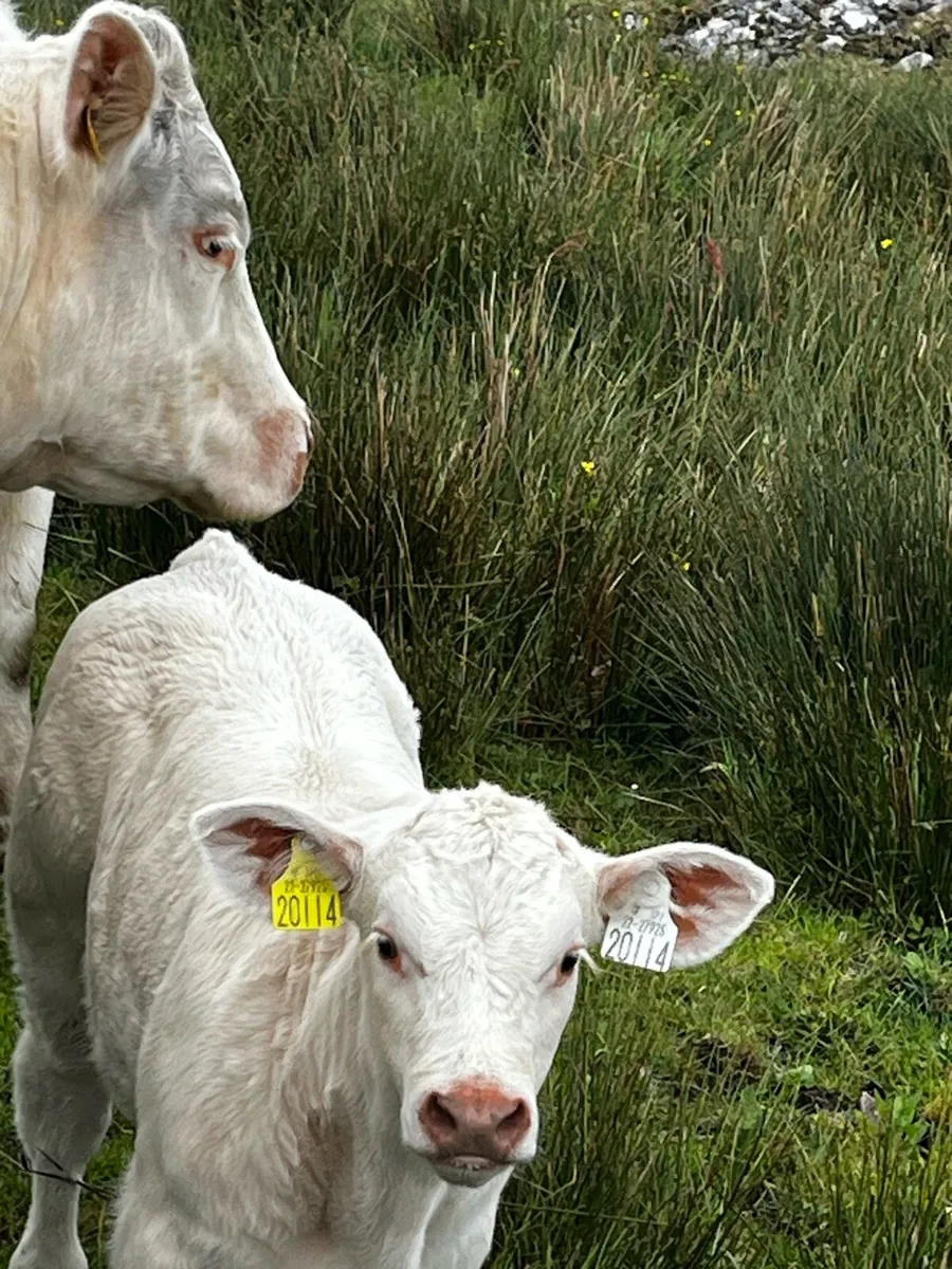 Purebred cow 5 star - Image 3