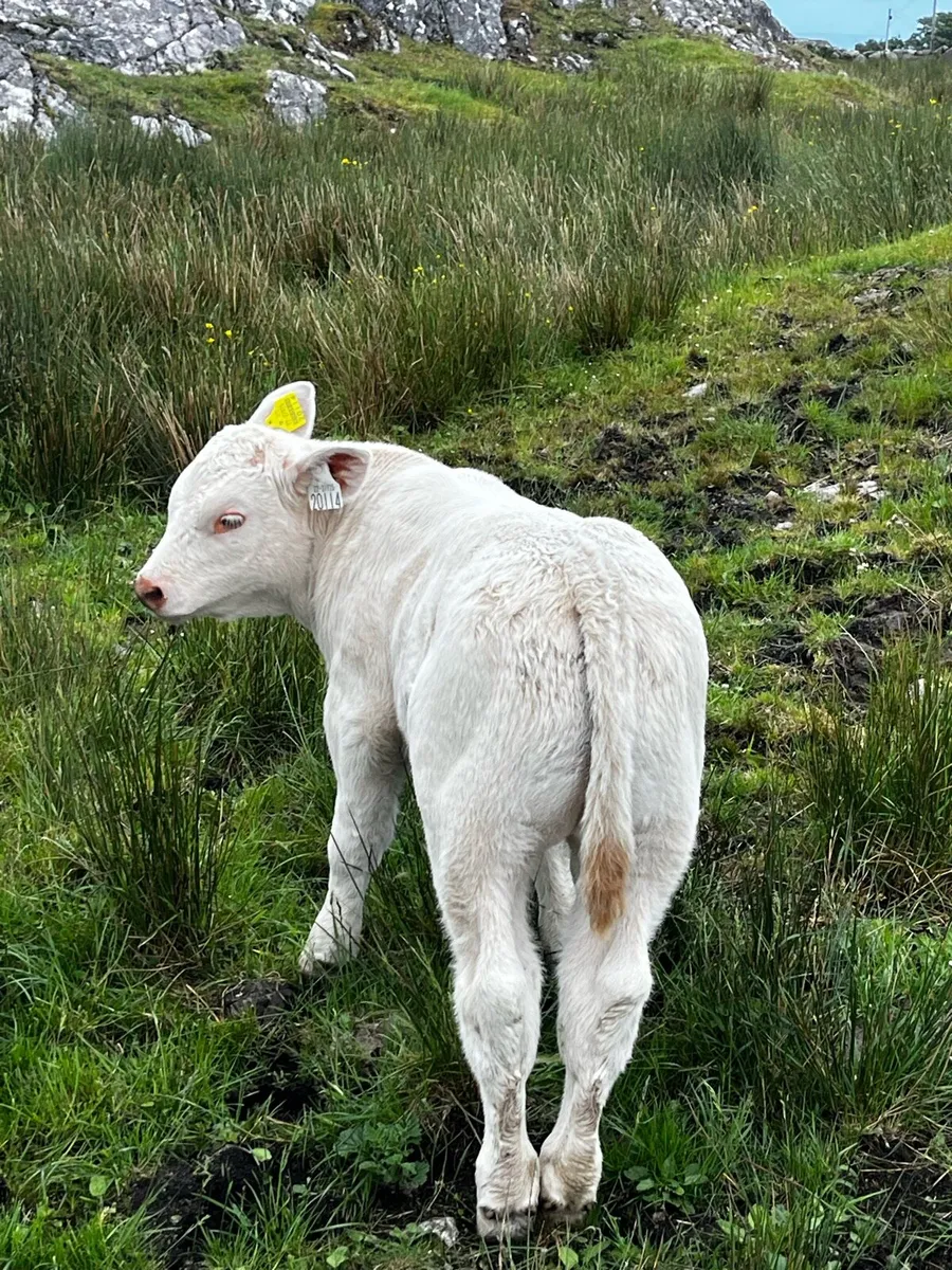Purebred cow 5 star - Image 4