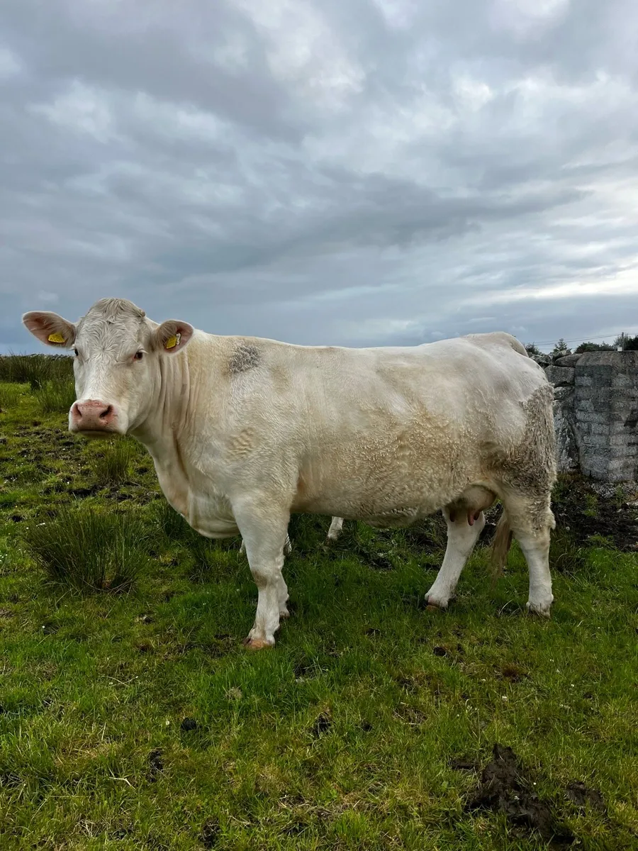 Purebred cow 5 star - Image 1