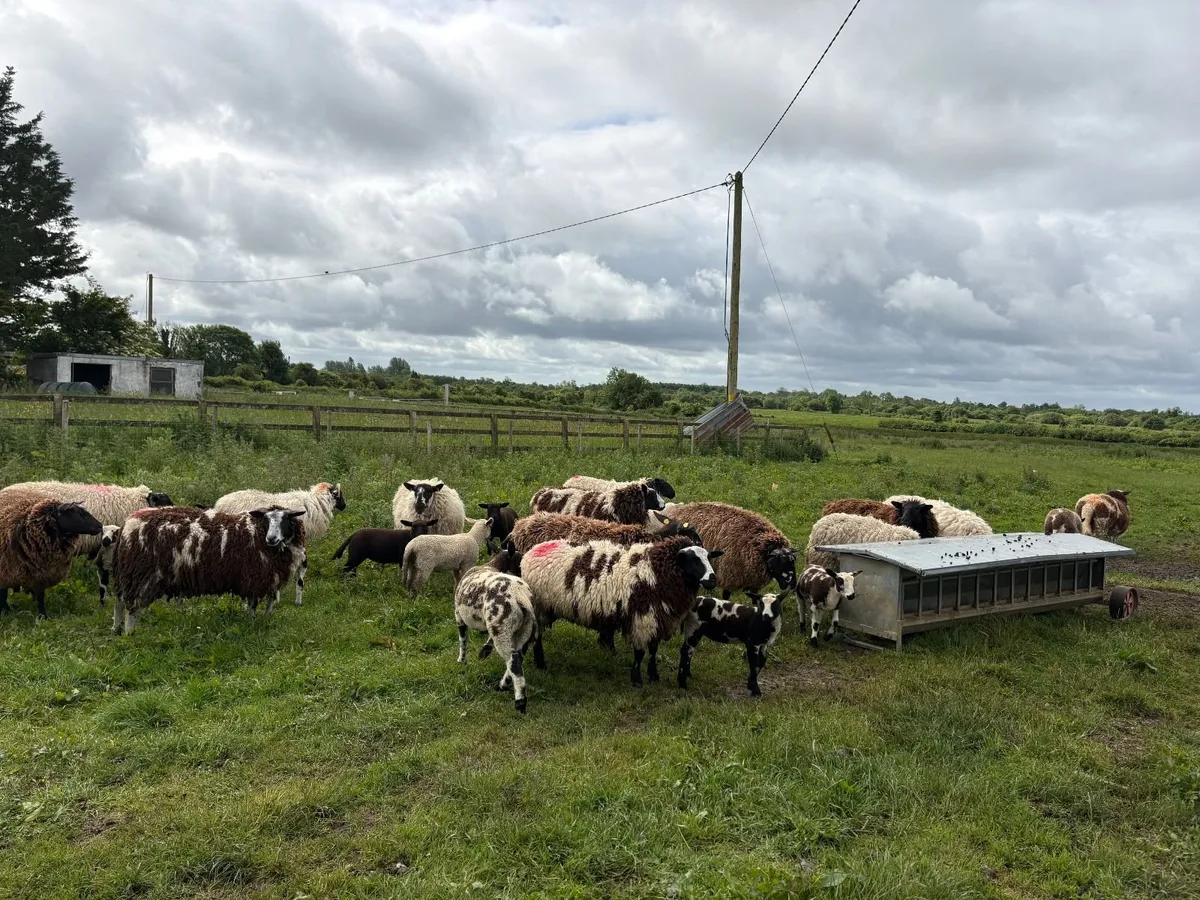 SHEEP - Image 1