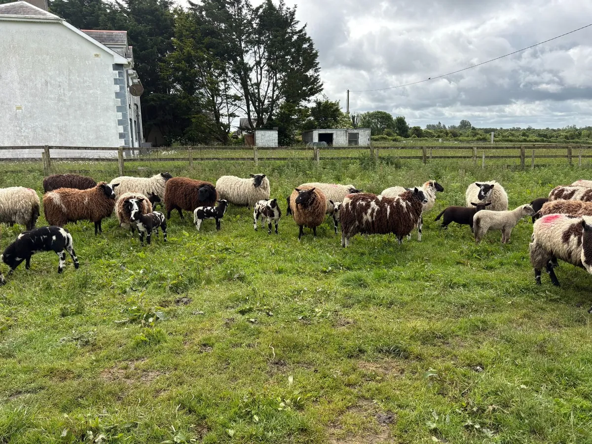 SHEEP - Image 2