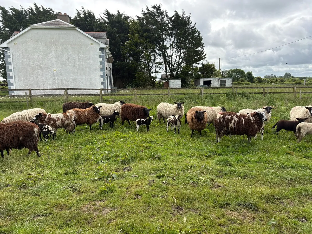 SHEEP - Image 3