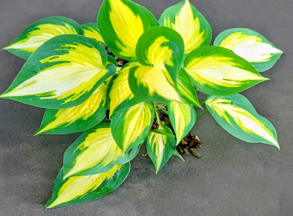 Hosta Orange Marmalade