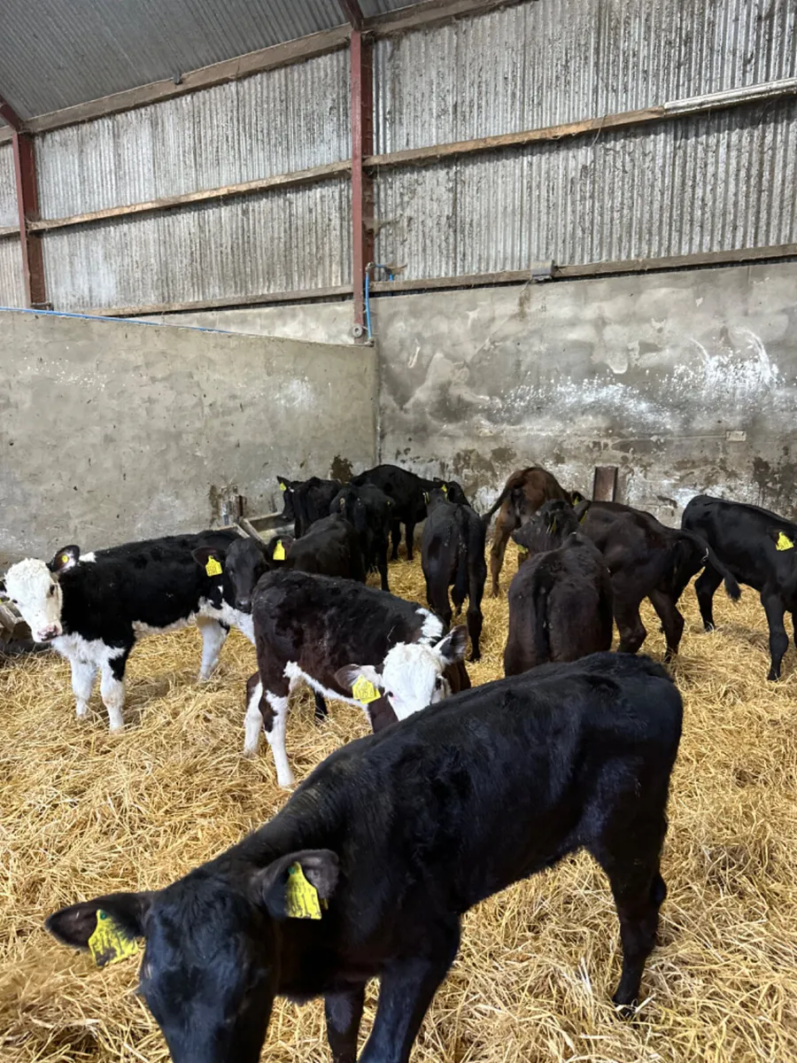 Angus and Hereford heifers - Image 1
