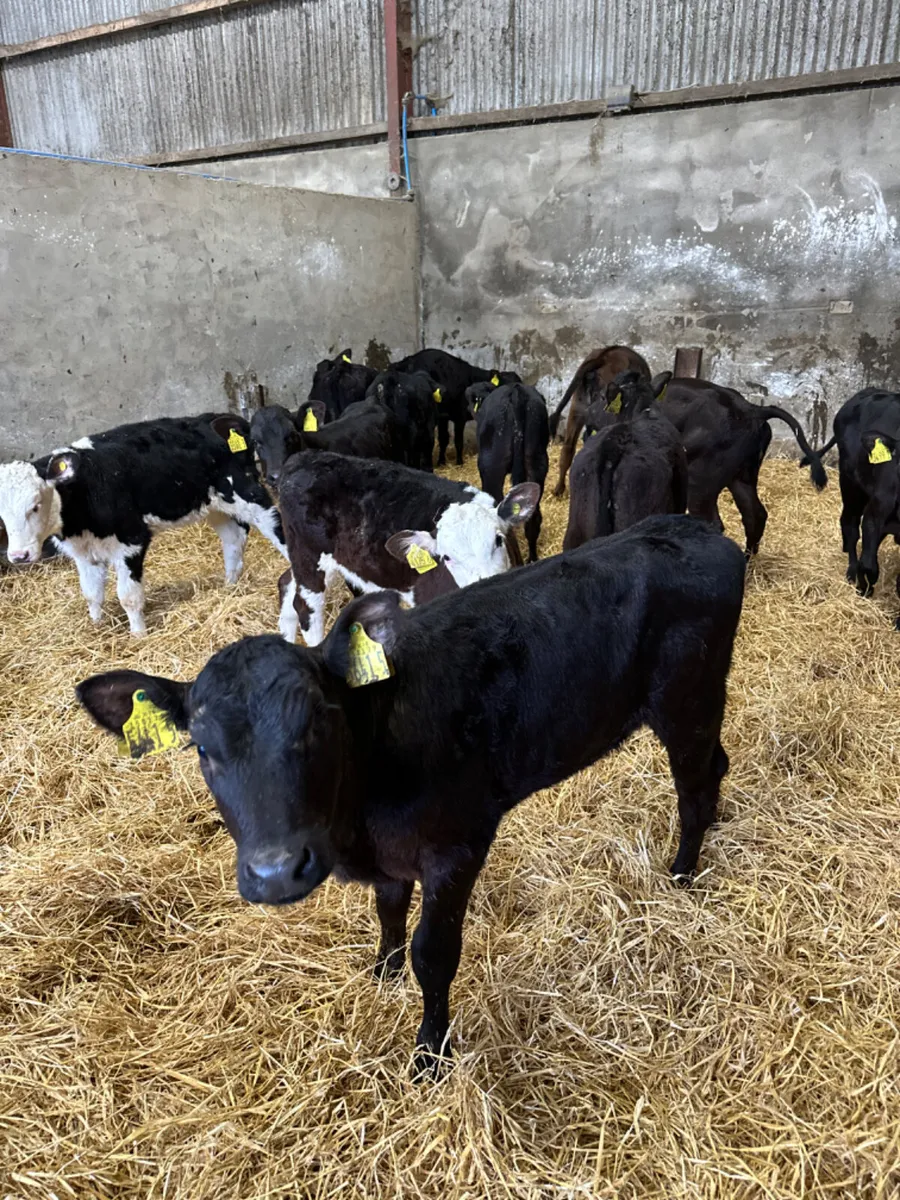Angus and Hereford heifers - Image 3