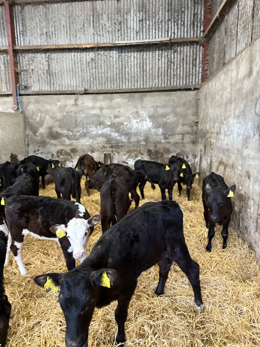 Angus and Hereford heifers - Image 2