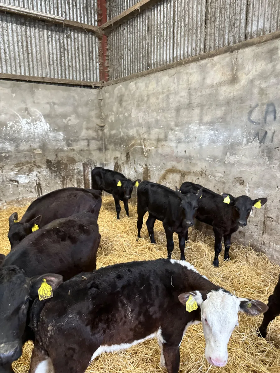 Angus and Hereford heifers - Image 4