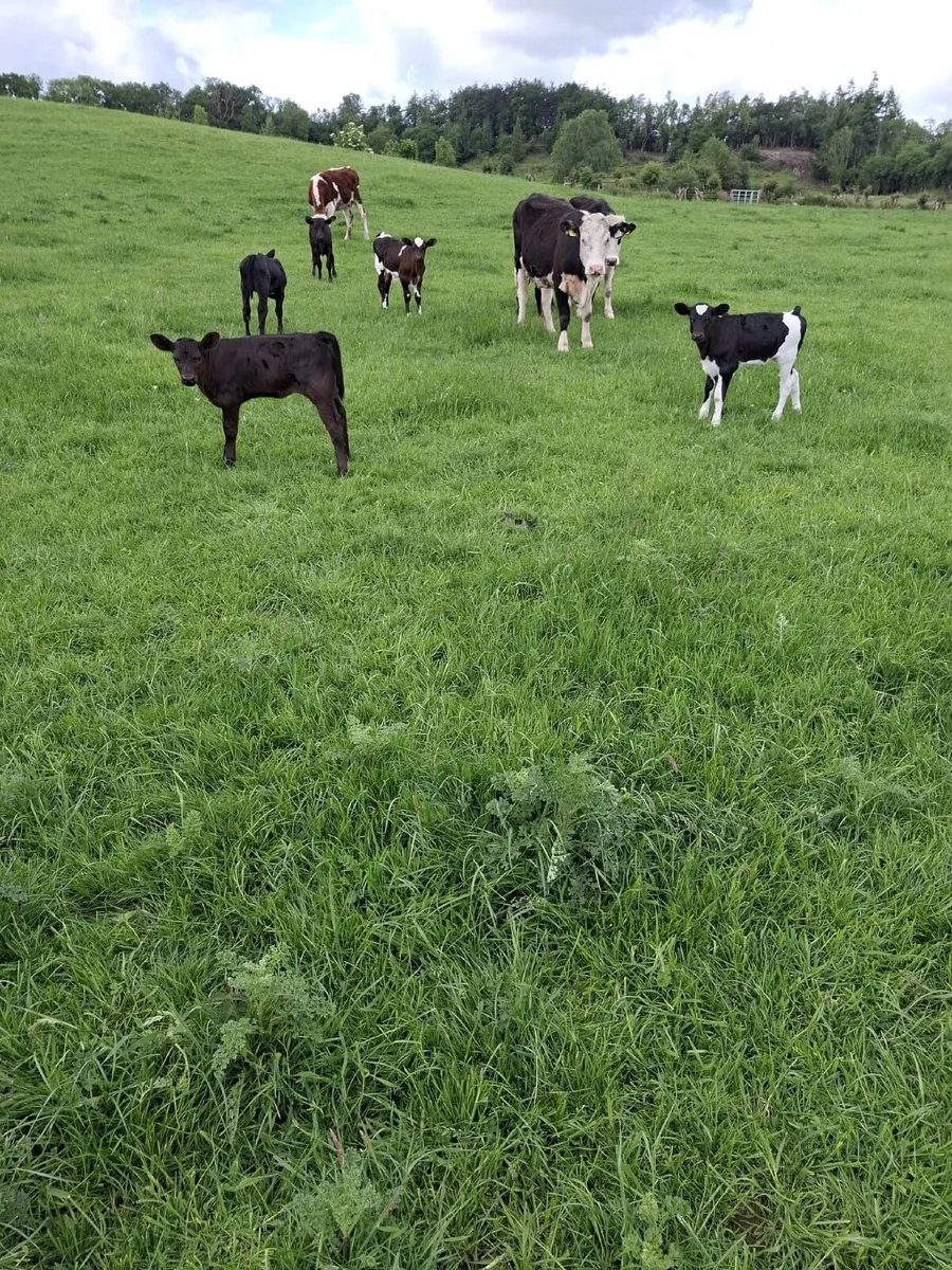 Heifers& calves