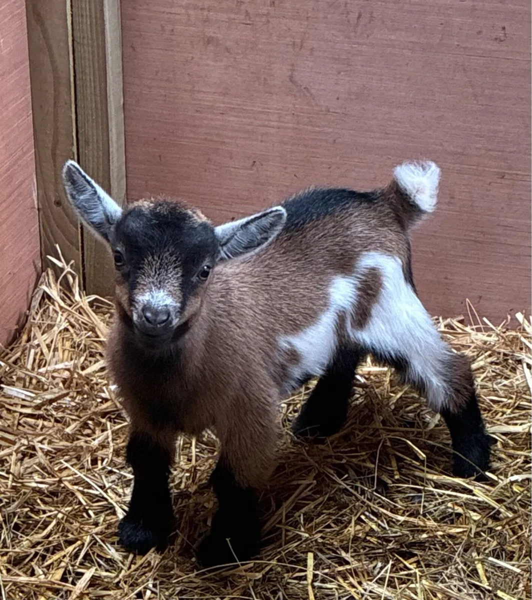 Baby Pygmy goats - Image 2