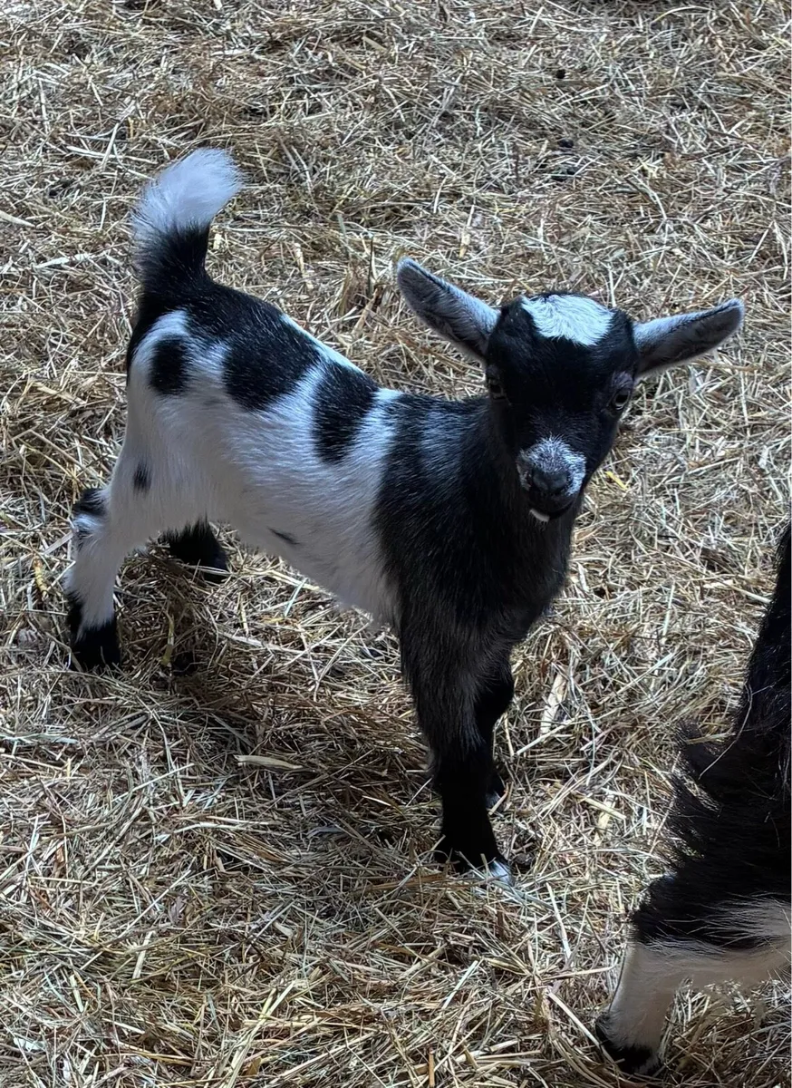 Baby Pygmy goats - Image 1