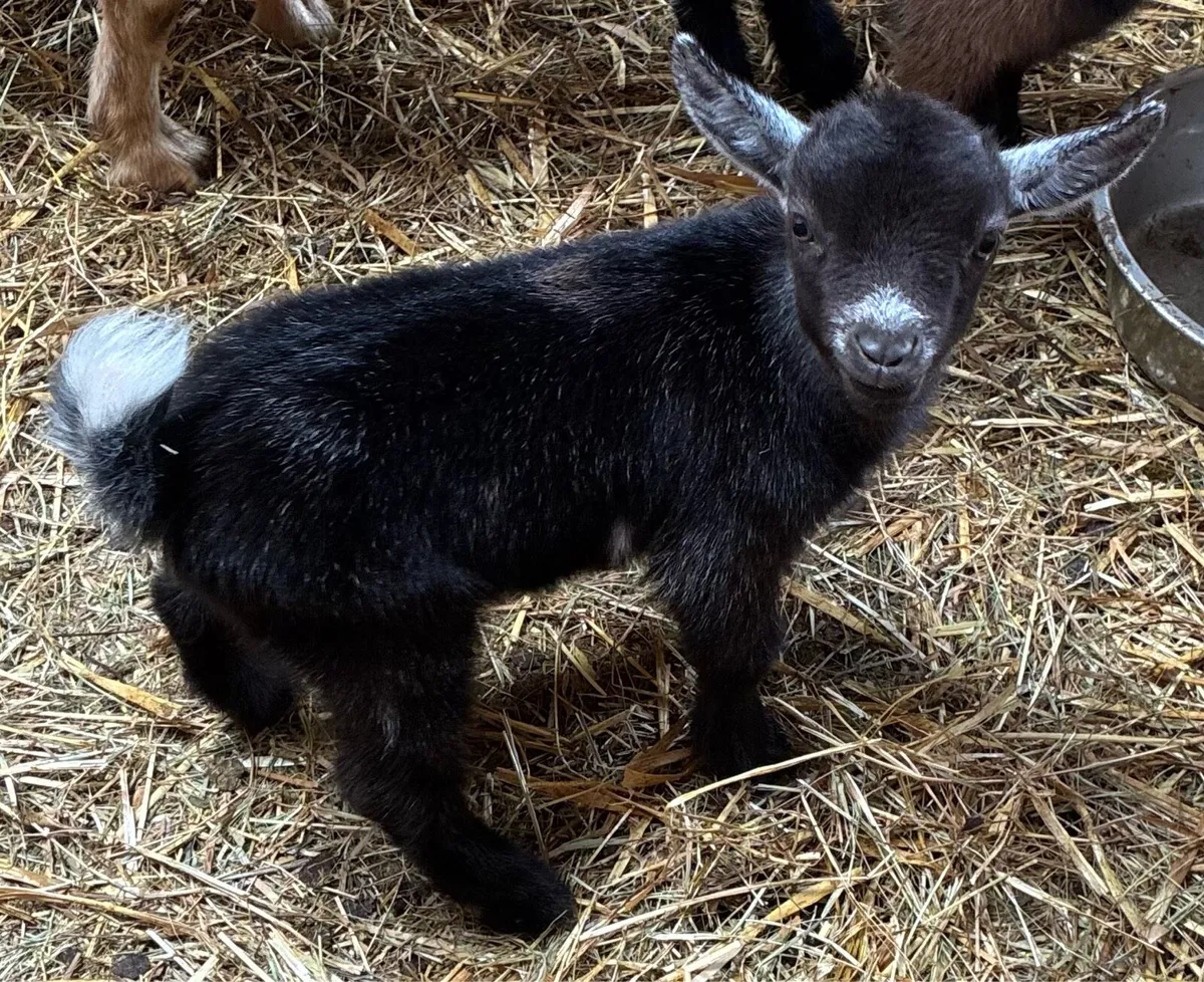 Baby Pygmy goats - Image 3