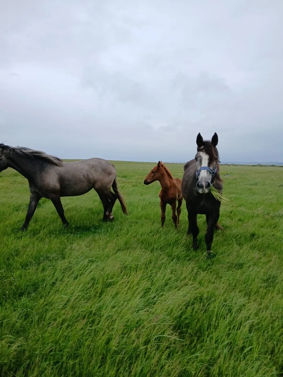 2 Draught Filly’s for sale - Image 1