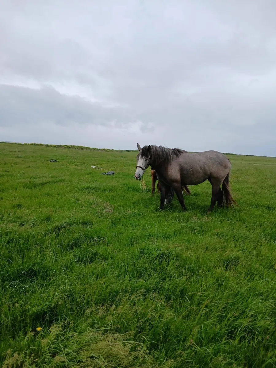 2 Draught Filly’s for sale - Image 2