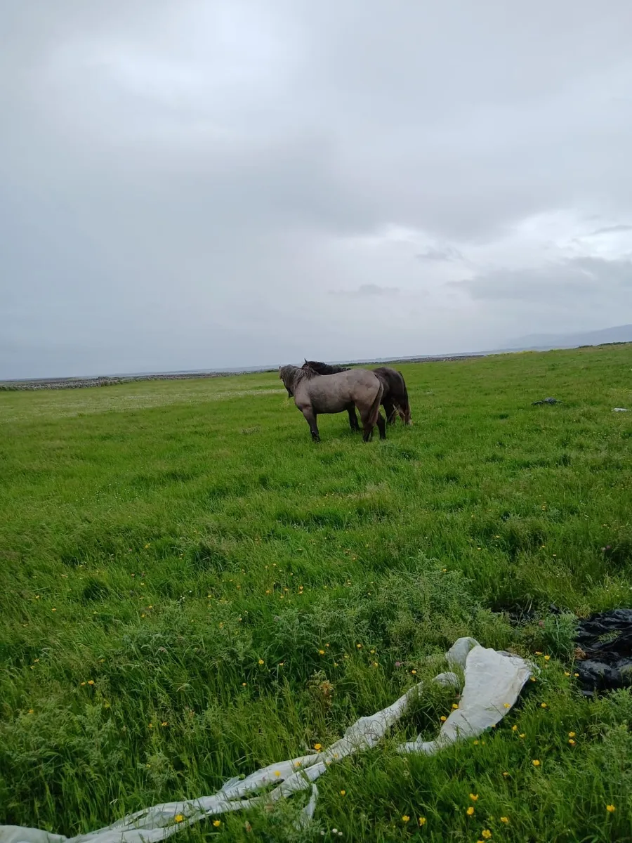 2 Draught Filly’s for sale - Image 3