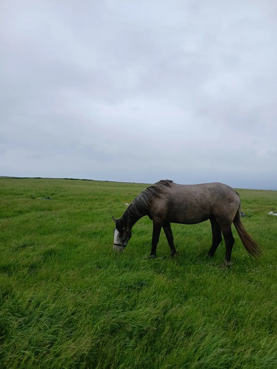 2 Draught Filly’s for sale - Image 4