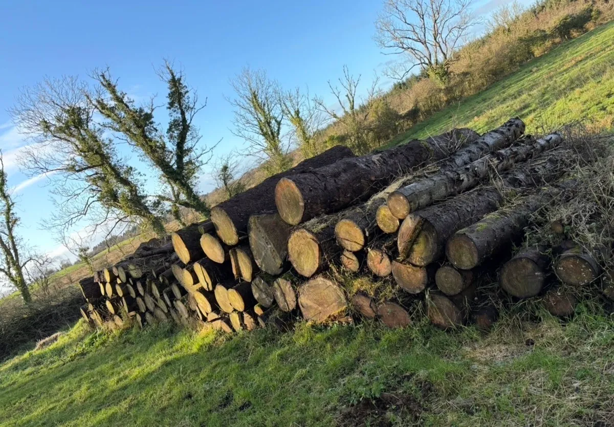 Timber