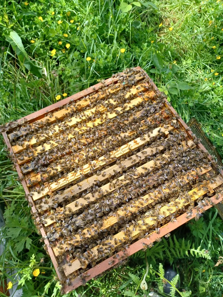 Strong national hive of bees for sale - Image 1