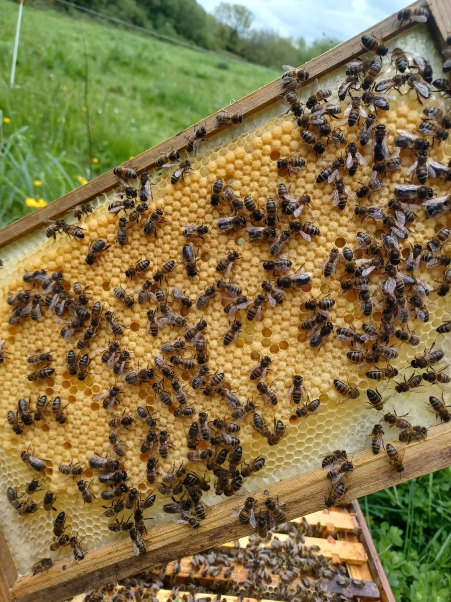Strong national hive of bees for sale - Image 2