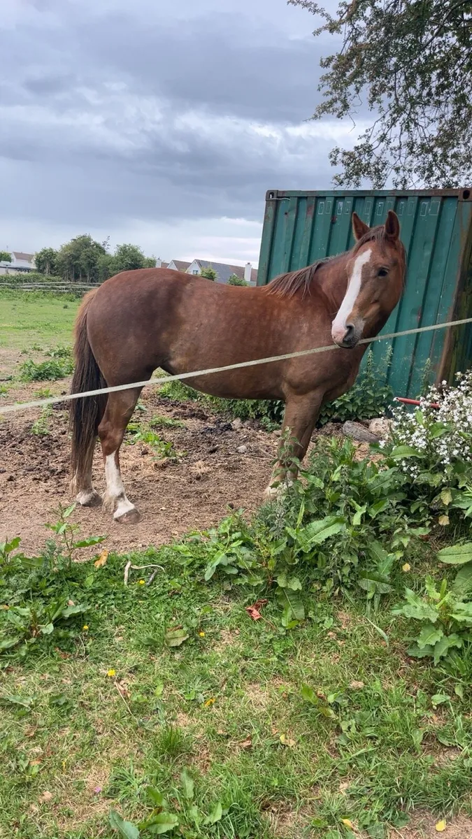 5 year old mare - Image 1