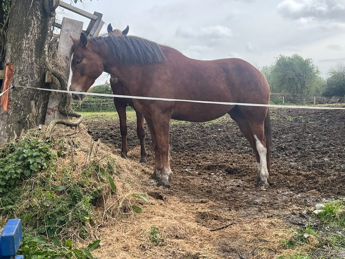 5 year old mare - Image 2