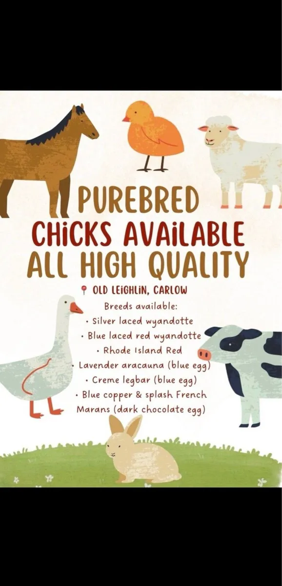 🐓Purebred Day old chicks🐣 - Image 4