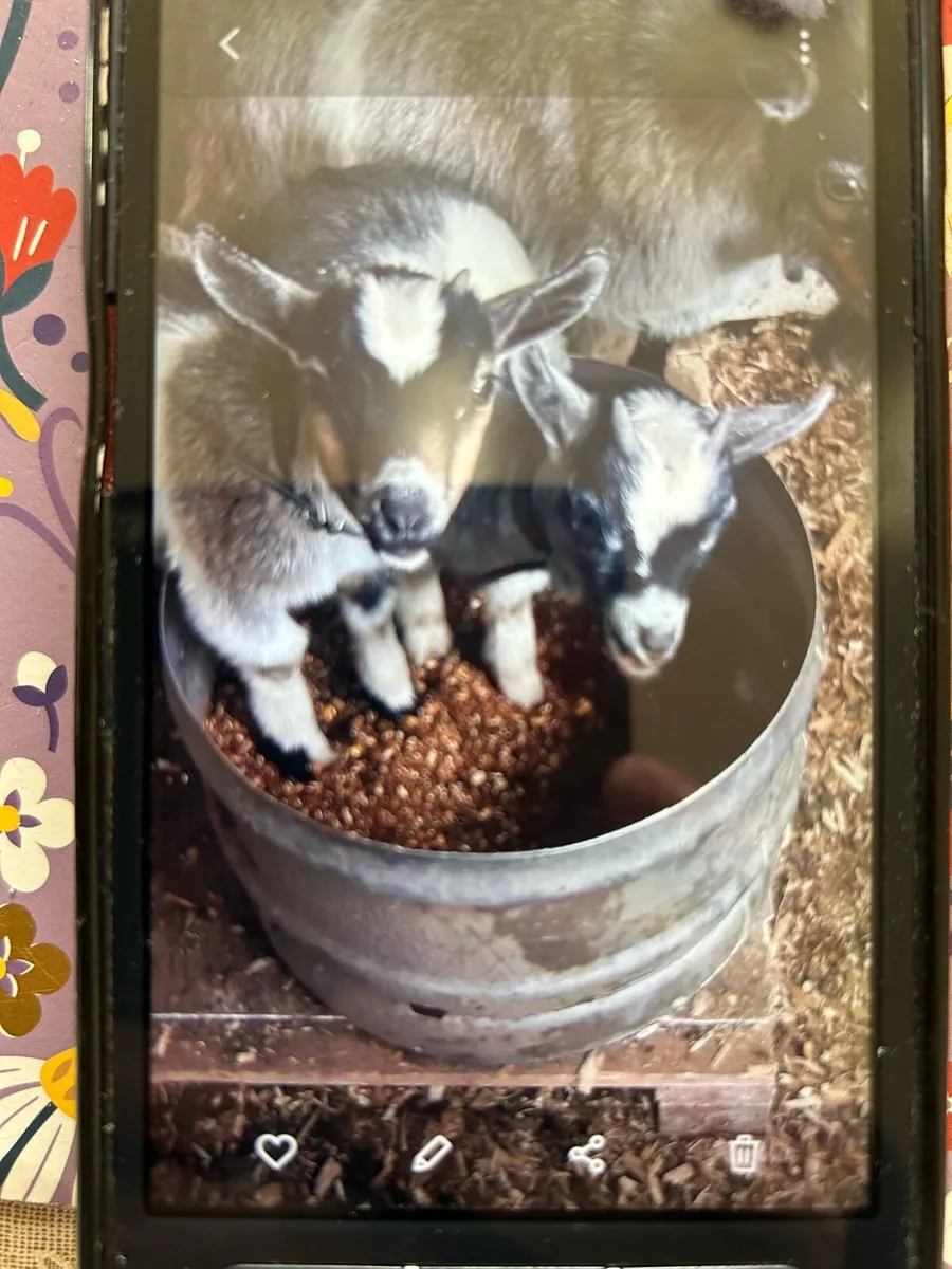 Pygmy Goats - Image 1