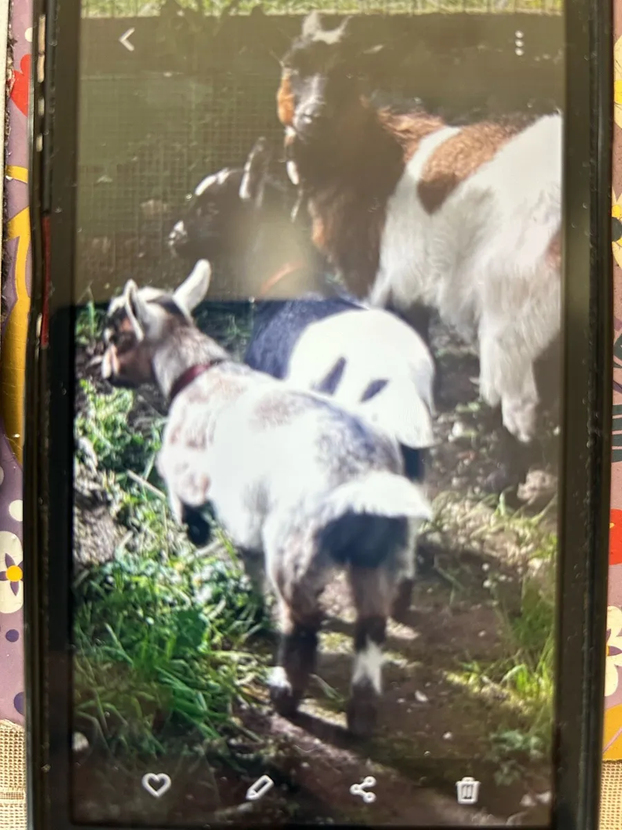 Pygmy Goats - Image 2