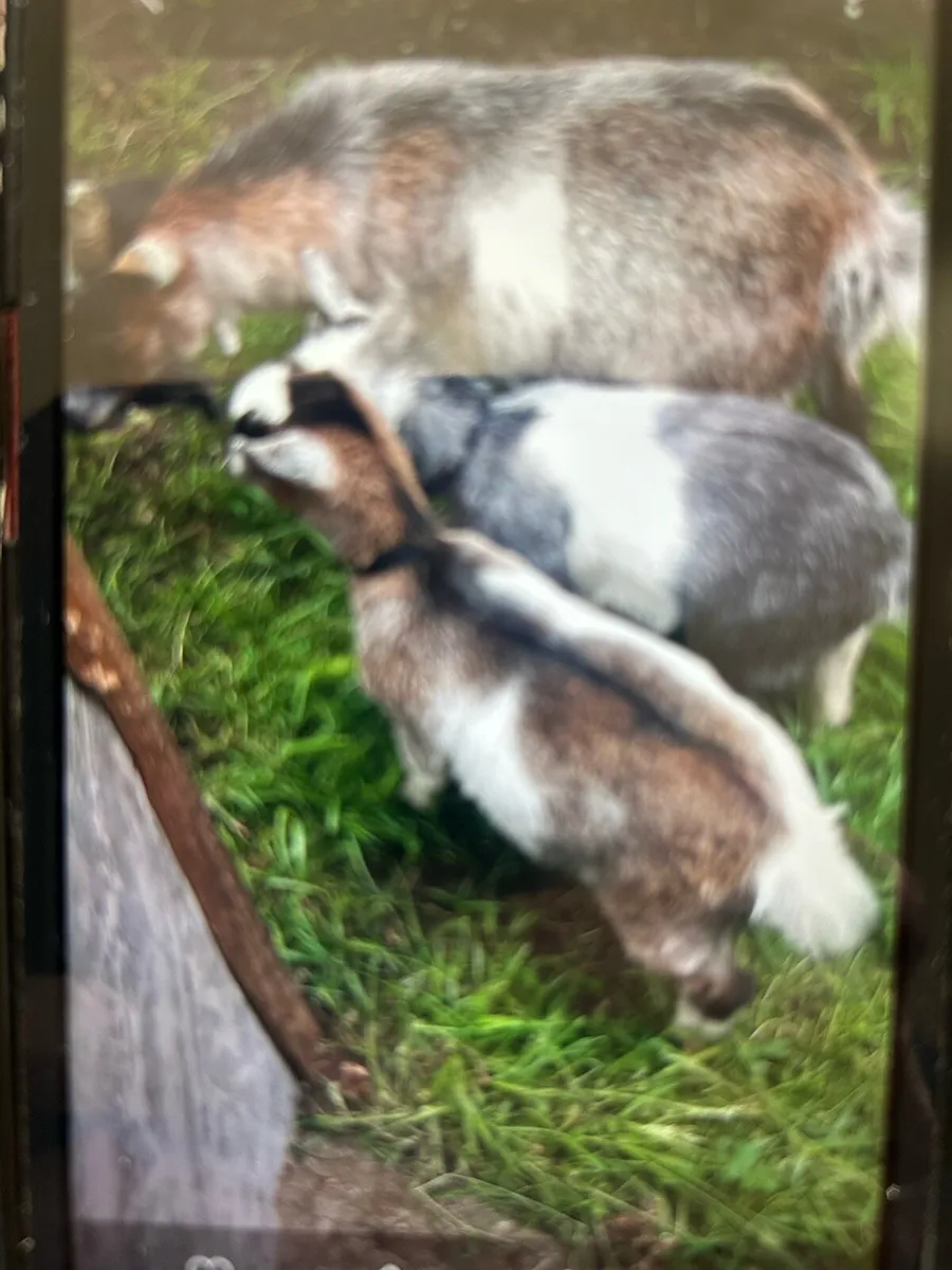 Pygmy Goats - Image 3