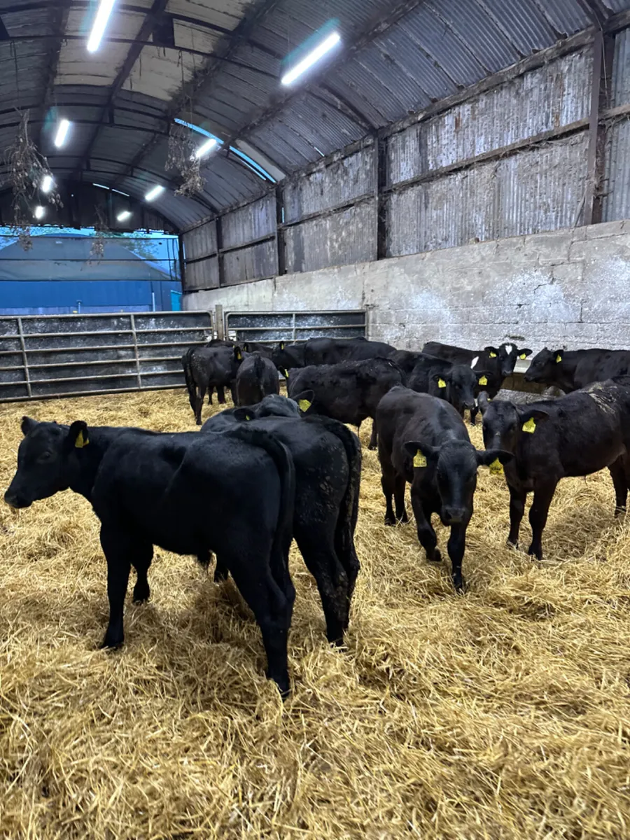 Angus and lim bulls - Image 4