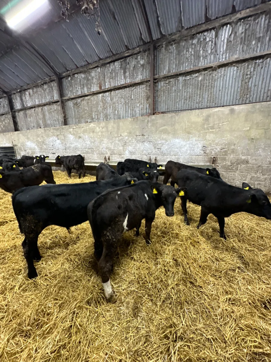 Angus and lim bulls - Image 2