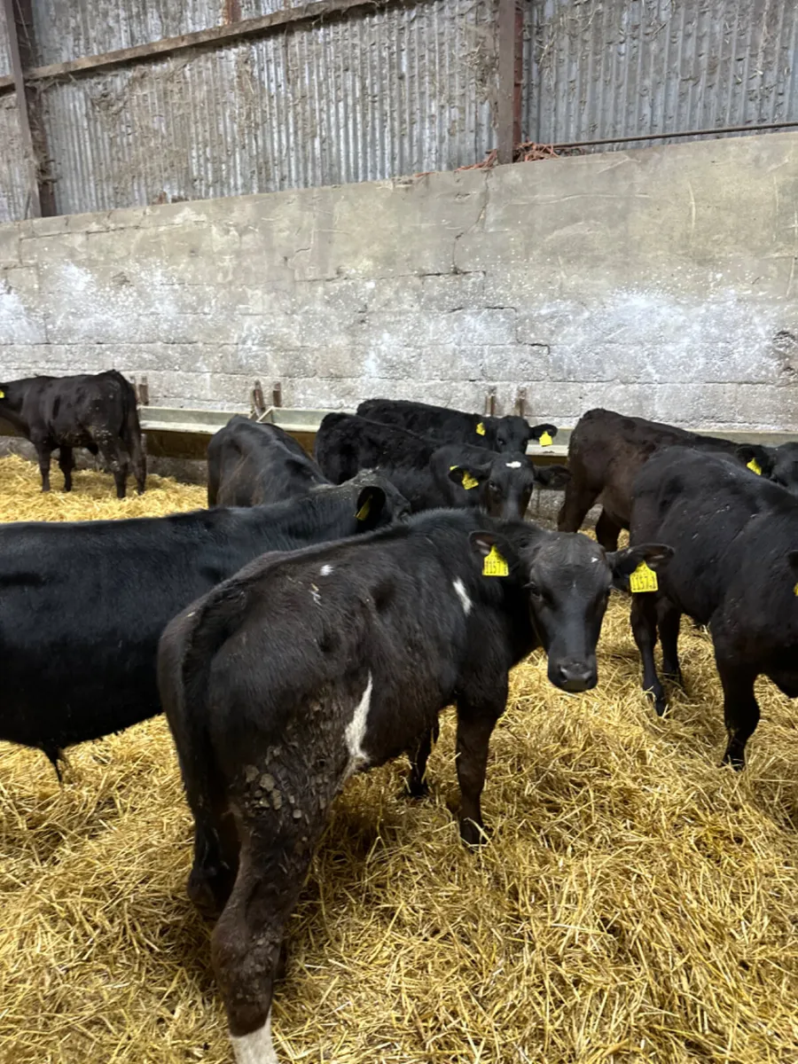 Angus and lim bulls - Image 3