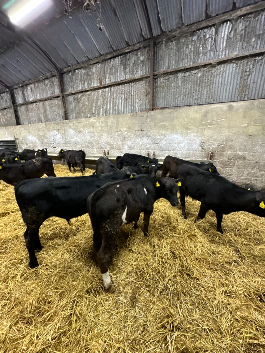 Angus and lim bulls - Image 1