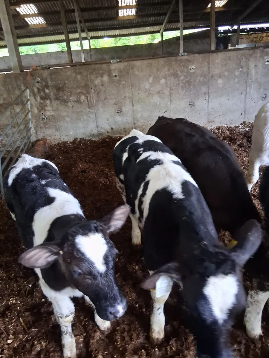 Calves - Image 3