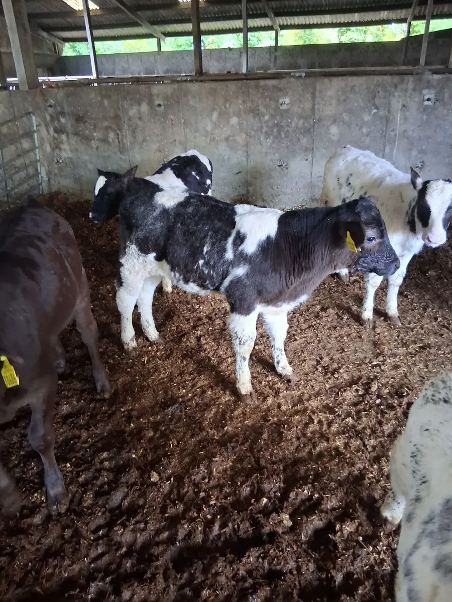 Calves - Image 2