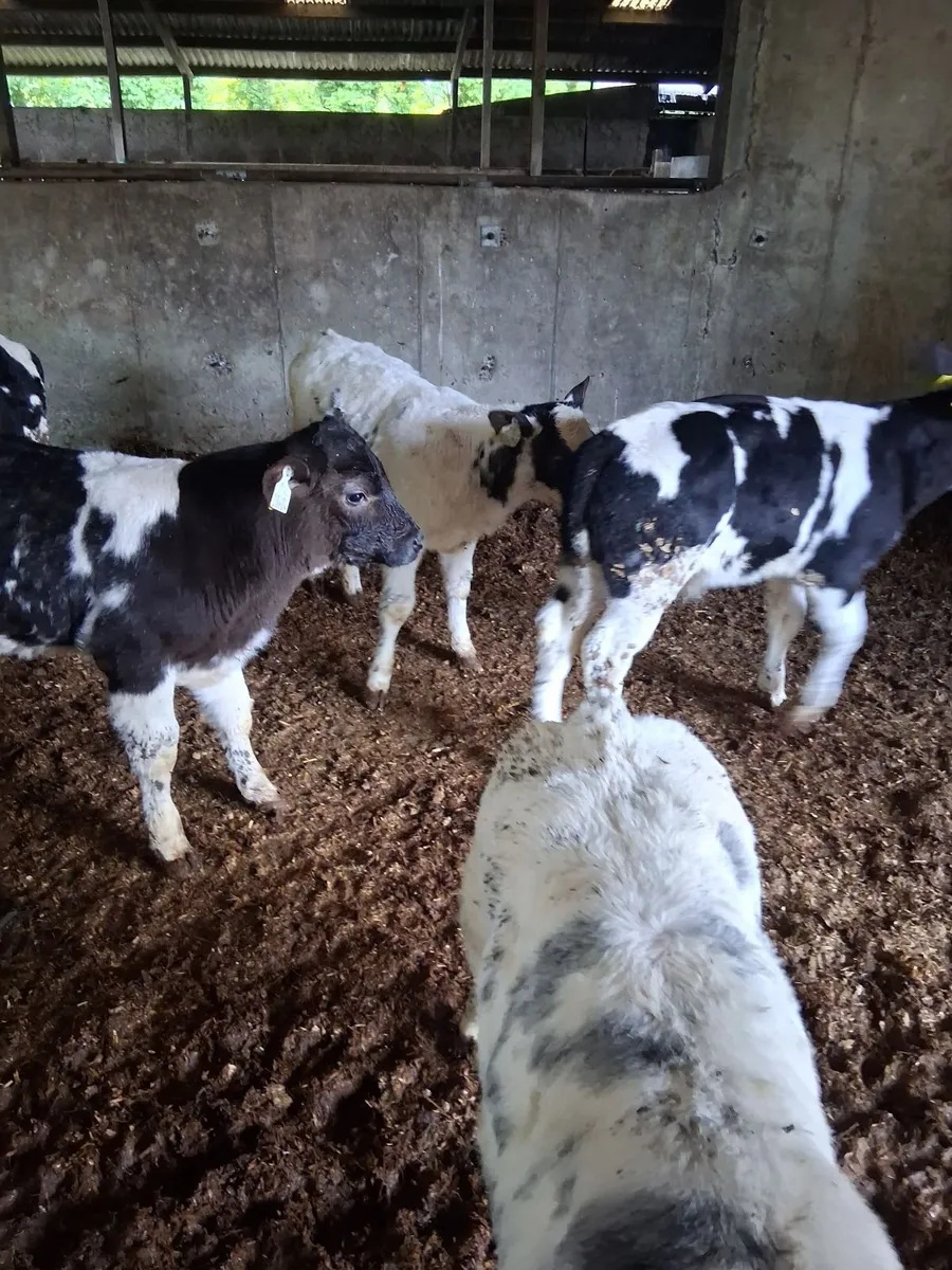 Calves - Image 4